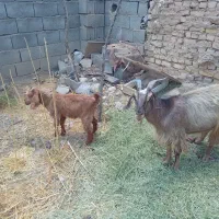 گوسفند بز