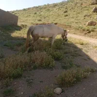 اسب مادیان کرد|اسب و تجهیزات اسبسواری|پادنا, |دیوار