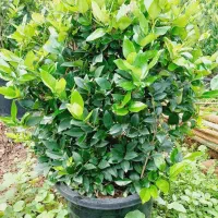 یاس هلندی آماده فروش|گل و گیاه طبیعی|چابکسر, |دیوار