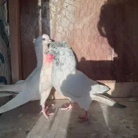 کفتر پرشی|پرنده|رشت, عینک|دیوار