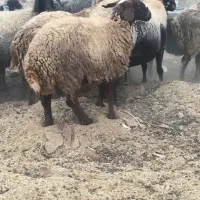 دوراس بزقاله نر دوراس بره ماده