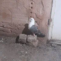 کله سفید سبز نر گرفتنی بدون پر پا|پرنده|سبزوار, مدرس|دیوار