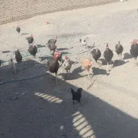 جوجه بوقلمون