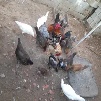 فروش ۹ عدد مرغ تخم گذار