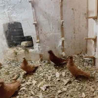 کبوتر زرد سرخ|پرنده|نیشابور, بنیاد شهید|دیوار