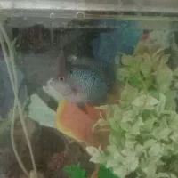 آکواریوم با ماهی پرت ویه دونه فلاور|ماهی|اشتهارد, |دیوار