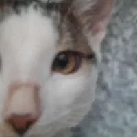 گمشده در نقده خیابان مرصاد اپارتمان های ۵۳ هکتاری|گربه|نقده, |دیوار