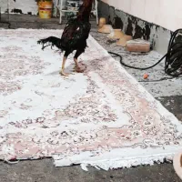 خروس لاری اوشامو وارداتی