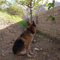 سگ ژرمن شپرد نر