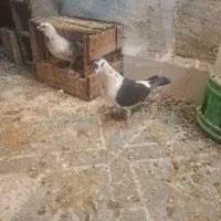 نر ماده گوره ای|پرنده|بهبهان, |دیوار