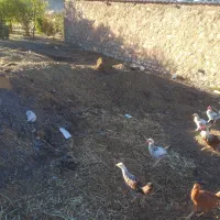 کود دامی(گوسفندی)|لوازم جانبی حیوانات|گوآور, |دیوار