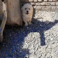 حیوان سگ|سگ|کرمان, |دیوار