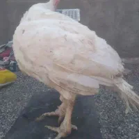 بوقلمون گوشتی|حیوانات مزرعه|سبزوار, فیاض|دیوار