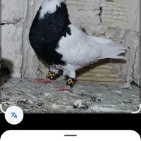 کبوتر طوقی سه