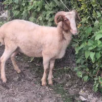 گوسفند پروار محلی|حیوانات مزرعه|سیاهکل, |دیوار