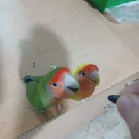 جفت طوطی برزیلی نرو ماده بازیگوش دستی|پرنده|رشت, آب و برق|دیوار