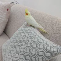 عروس هلندی لتینو|پرنده|چغادک, |دیوار