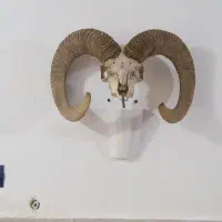 شاخ قوچ کلکسیونی