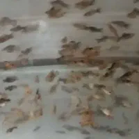 ماهی فلاور بزرگ و مولی مولد|ماهی|گراش, |دیوار