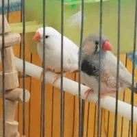 فنج نر و ماده