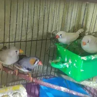 فنچ کینگ و سفید دوجفت سرحال تخمگذار