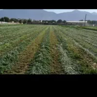 پرس شبدر چن سوم درجه 1