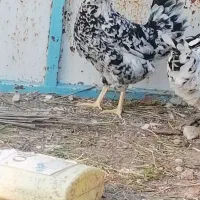 مرغ ریشی گلین چهل تاج