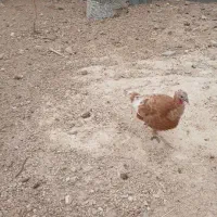 سلام بوقلمون بوربور و دوتا جوجه مرغ بزرگ|حیوانات مزرعه|بجنورد, |دیوار