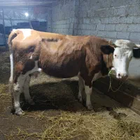 گاوسمیتال جوان|حیوانات مزرعه|کیاشهر, |دیوار