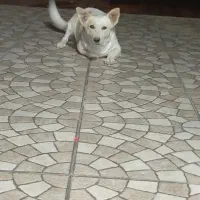 سگپاکوتاه