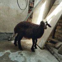۵ راس بره نر و ماده افشار