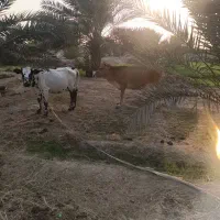 گاو با گوساله|حیوانات مزرعه|شمیل, |دیوار