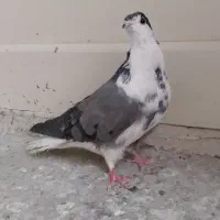 ماده سینه گلین|پرنده|اصفهان, سرچشمه|دیوار