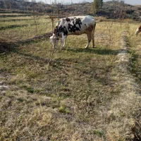 گاو سیمینتال