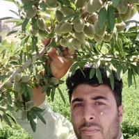 نهال بادام سردسیری