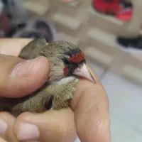 سهره فیروز کوهی داغسر ماده