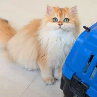 گلد بلو لیلاک