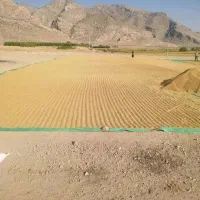 برنج کامفیروزی چمپا اصل و نیم دانه به شرط پخت|خوردنی و آشامیدنی|شیراز, آبیاری|دیوار