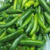 فروش خیارشوری و لوبیا سبز