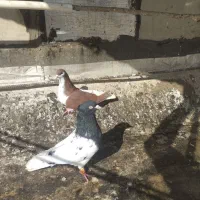 چپ سرخ،کله سیاه|پرنده|تاکستان, |دیوار