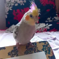 عروس هلندی گم شده|پرنده|مهاجران, |دیوار