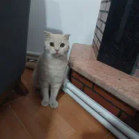 گربه اسکاتیش کاراملی ۸ماهه