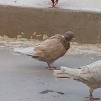 کاشانی.طوقی . دمسفید|پرنده|مسجد سلیمان, |دیوار