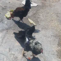 خروس جوان فروشی
