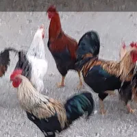 8عدد خروس جوان سالم وسرحال|حیوانات مزرعه|تهران, باغ فیض|دیوار