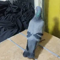 کبوتر.پلاکی. ماده.ازبلندی گرفتم|پرنده|تهران, مولوی|دیوار