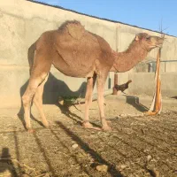 شتر ماده جوان چاق قصابی مالداری|حیوانات مزرعه|رضویه, |دیوار