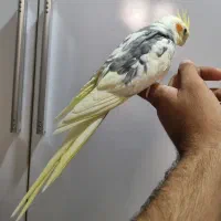 عروس هلندی دستی درجه یک