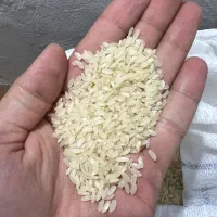 فروش برنج کامفیروزی