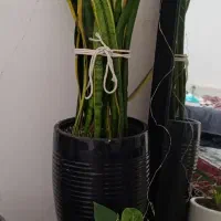 گلدان  سنسوریا و پتوس